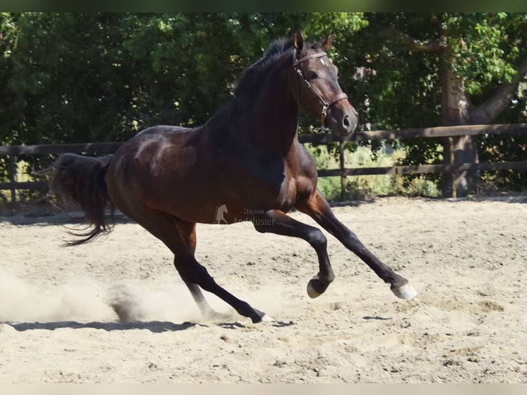 Andalusier Wallach 5 Jahre 156 cm Dunkelbrauner in Provinz Malaga