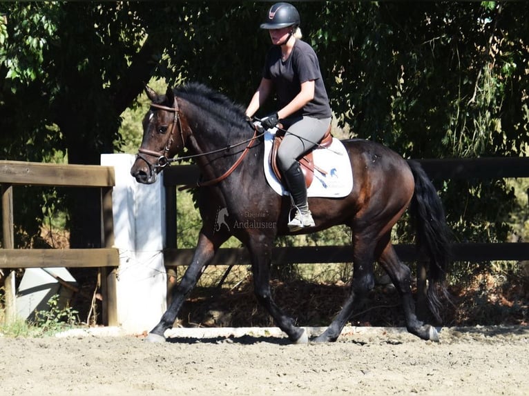 Andalusier Wallach 5 Jahre 156 cm Dunkelbrauner in Provinz Malaga