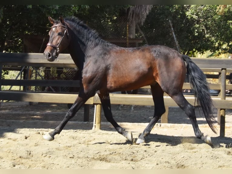 Andalusier Wallach 5 Jahre 156 cm Dunkelbrauner in Provinz Malaga