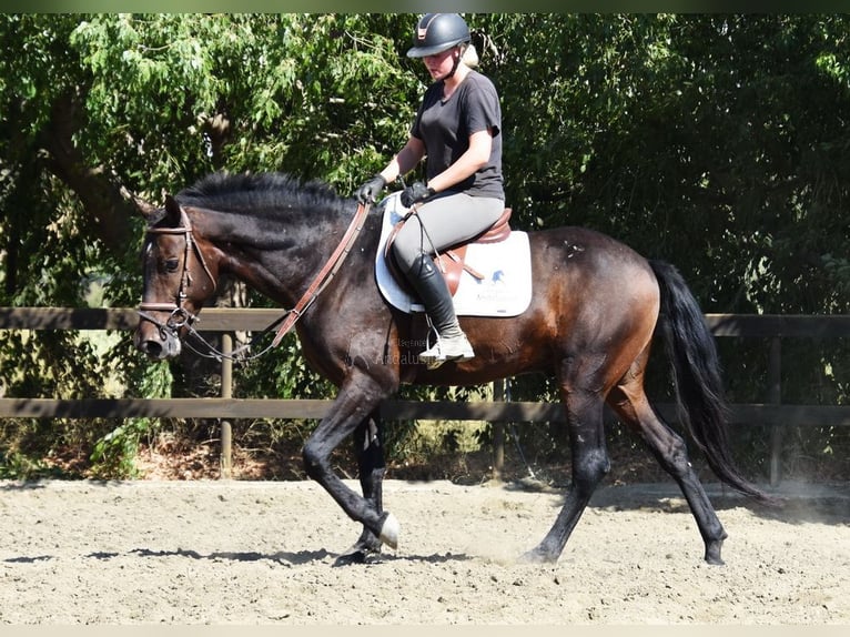 Andalusier Wallach 5 Jahre 156 cm Dunkelbrauner in Provinz Malaga