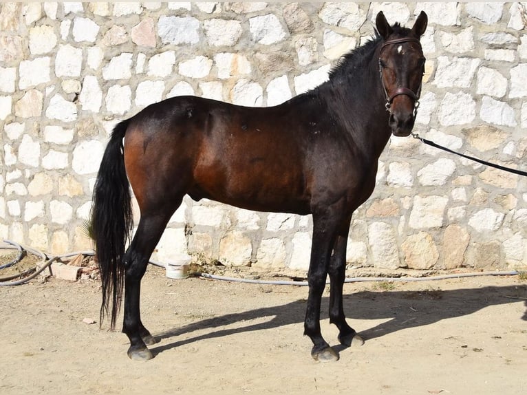Andalusier Wallach 5 Jahre 156 cm Dunkelbrauner in Provinz Malaga
