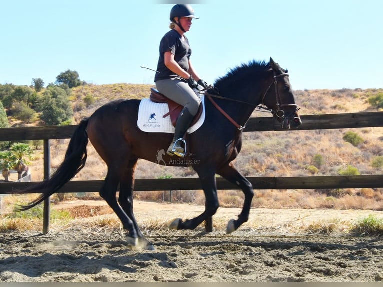 Andalusier Wallach 5 Jahre 156 cm Dunkelbrauner in Provinz Malaga