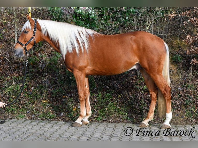 Andalusier Wallach 5 Jahre 156 cm Palomino in Wiebelsheim