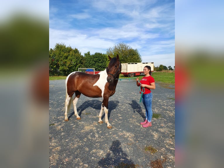 Andalusier Wallach 5 Jahre 156 cm Schecke in Neu-Isenburg