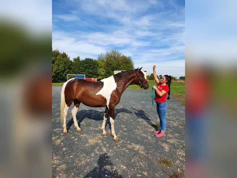 Andalusier Wallach 5 Jahre 156 cm Schecke in Neu-Isenburg