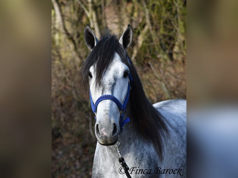 Andalusier Wallach 5 Jahre 156 cm Schimmel in Wiebelsheim