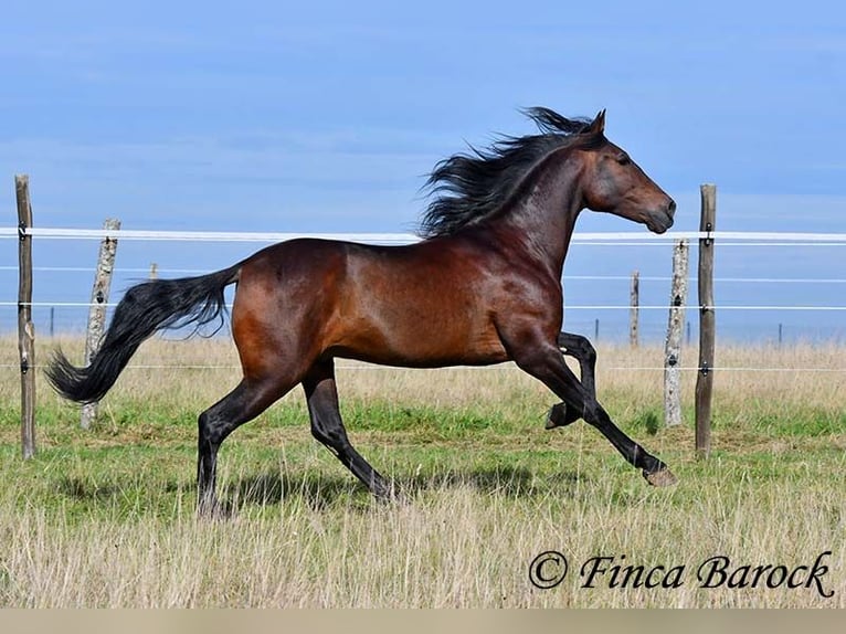 Andalusier Wallach 5 Jahre 156 cm Schwarzbrauner in Wiebelsheim