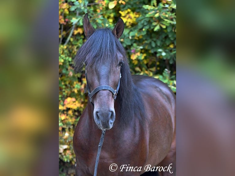 Andalusier Wallach 5 Jahre 156 cm Schwarzbrauner in Wiebelsheim