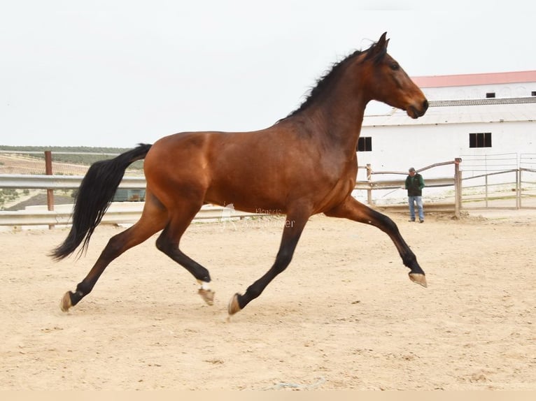 Andalusier Wallach 5 Jahre 157 cm Brauner in Provinz Cordoba