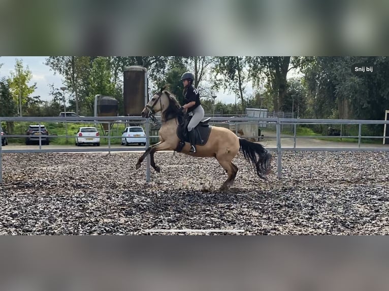 Andalusier Mix Wallach 5 Jahre 157 cm Falbe in Den Haag