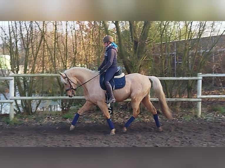 Andalusier Wallach 5 Jahre 157 cm Palomino in Drage
