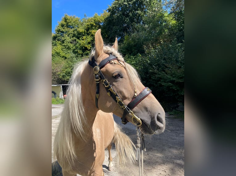 Andalusier Mix Wallach 5 Jahre 157 cm Palomino in Überlingen