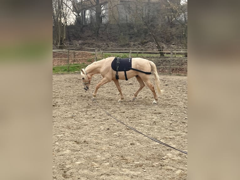 Andalusier Mix Wallach 5 Jahre 157 cm Palomino in Überlingen