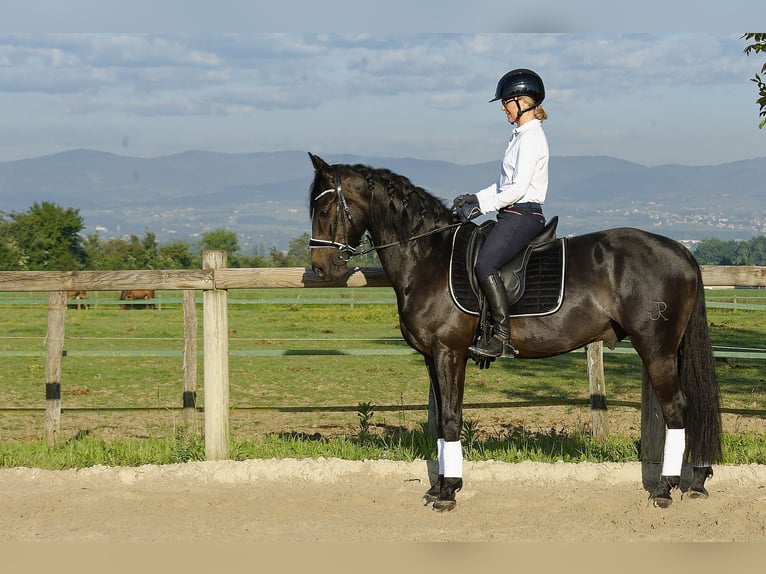 Andalusier Wallach 5 Jahre 157 cm Rappe in Chaleins