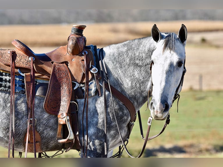 Andalusier Wallach 5 Jahre 157 cm Schimmel in Allenwood, PA