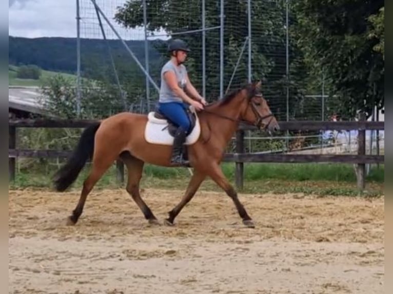 Andalusier Mix Wallach 5 Jahre 158 cm Brauner in Schimberg