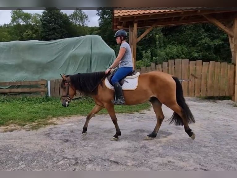 Andalusier Mix Wallach 5 Jahre 158 cm Brauner in Schimberg