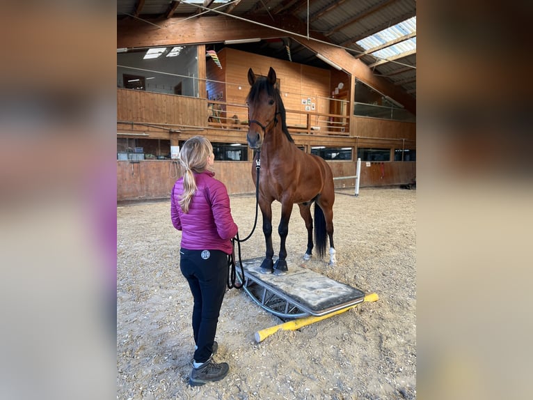Andalusier Wallach 5 Jahre 159 cm Brauner in Grabenstätt