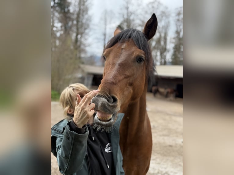 Andalusier Wallach 5 Jahre 159 cm Brauner in Grabenstätt