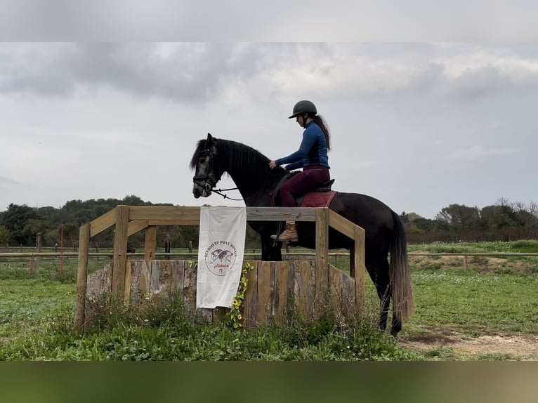 Andalusier Wallach 5 Jahre 159 cm Schimmel in Aubais