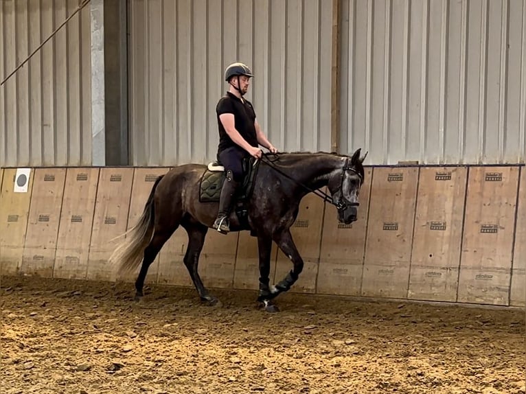 Andalusier Wallach 5 Jahre 160 cm Blauschimmel in Neustadt (Wied)