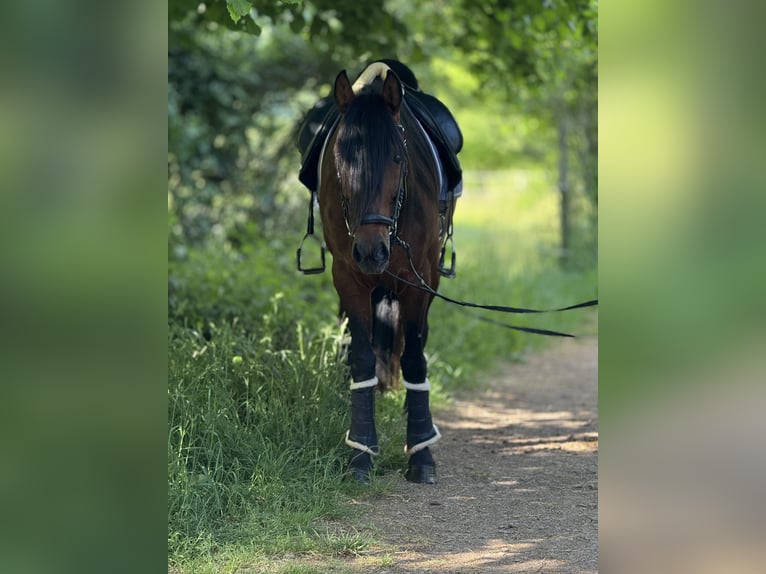 Andalusier Wallach 5 Jahre 160 cm Brauner in Saarbr&#xFC;cken