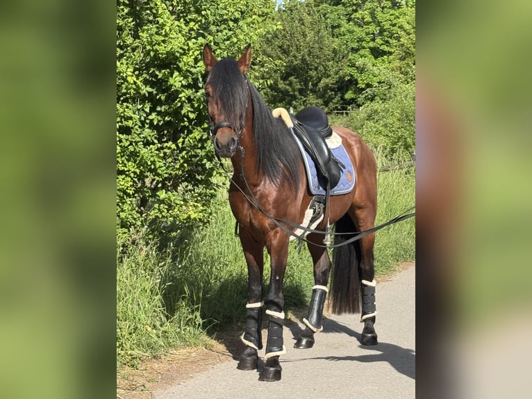 Andalusier Wallach 5 Jahre 160 cm Brauner in Saarbr&#xFC;cken