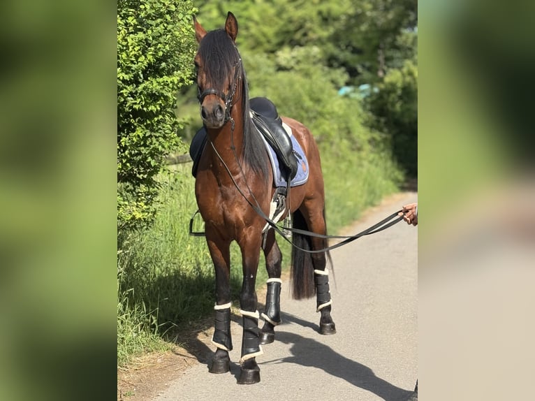 Andalusier Wallach 5 Jahre 160 cm Brauner in Saarbr&#xFC;cken