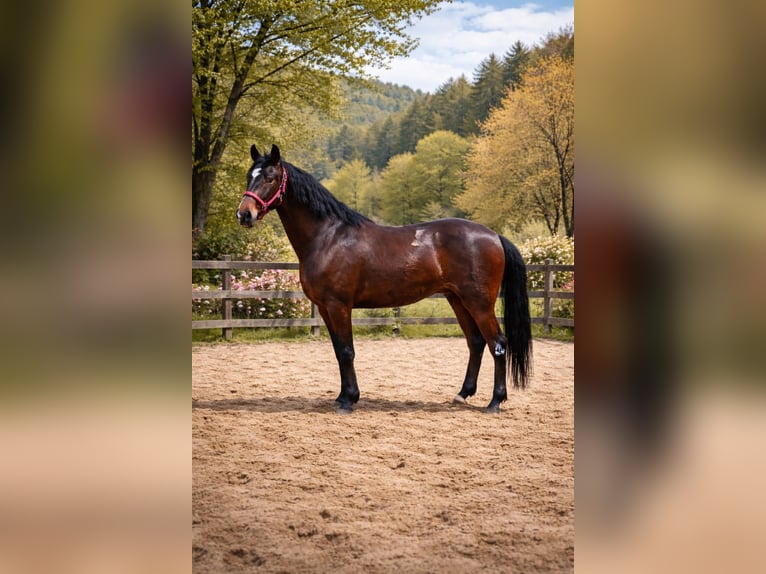 Andalusier Wallach 5 Jahre 160 cm Dunkelbrauner in Herzberg am Harz