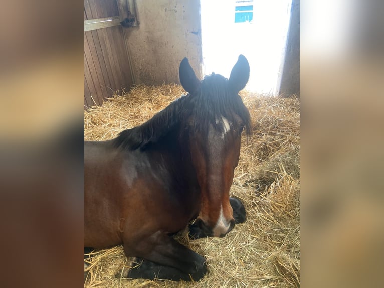 Andalusier Wallach 5 Jahre 160 cm Dunkelbrauner in Bad Neuenahr-Ahrweiler