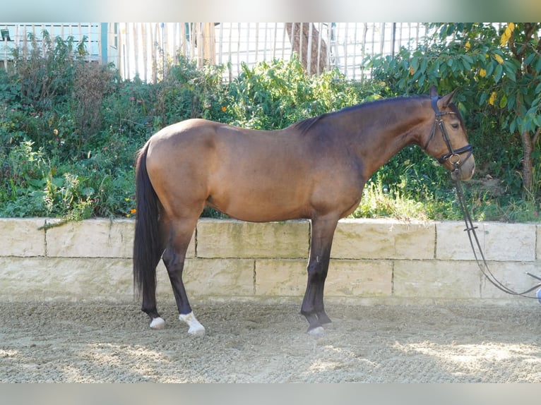 Andalusier Wallach 5 Jahre 160 cm Falbe in Krumbach