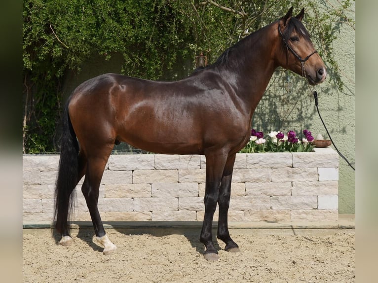 Andalusier Wallach 5 Jahre 160 cm Falbe in Krumbach