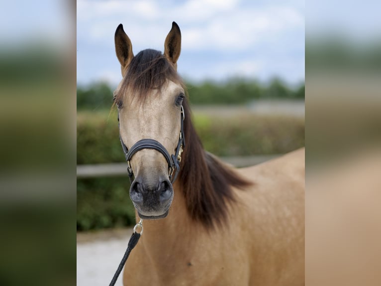 Andalusier Wallach 5 Jahre 160 cm Falbe in Neustadt (Wied)