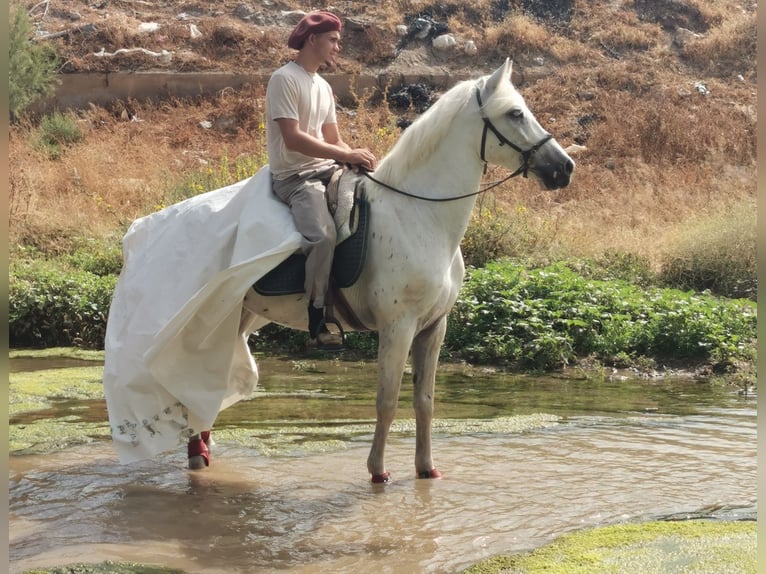Andalusier Mix Wallach 5 Jahre 160 cm  in Adra