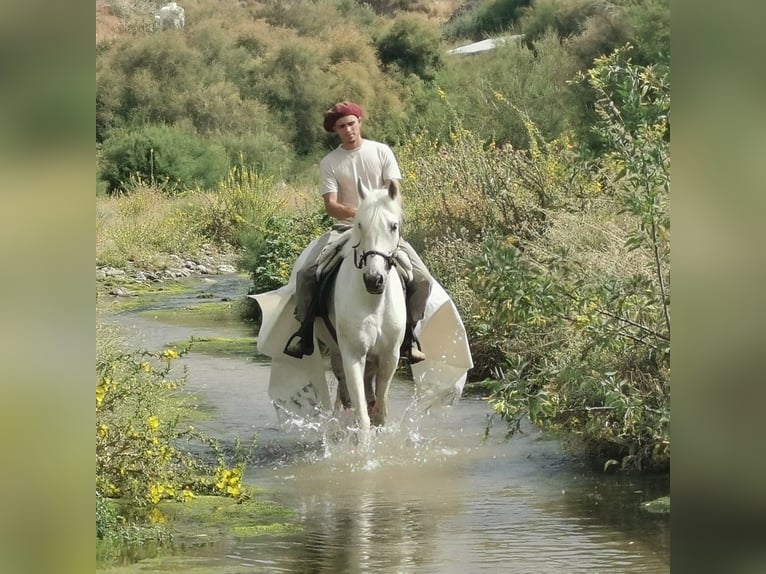 Andalusier Mix Wallach 5 Jahre 160 cm  in Adra