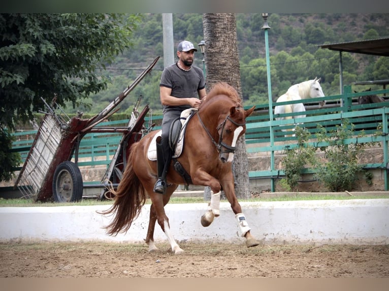 Andalusier Wallach 5 Jahre 160 cm Fuchs in Valencia
