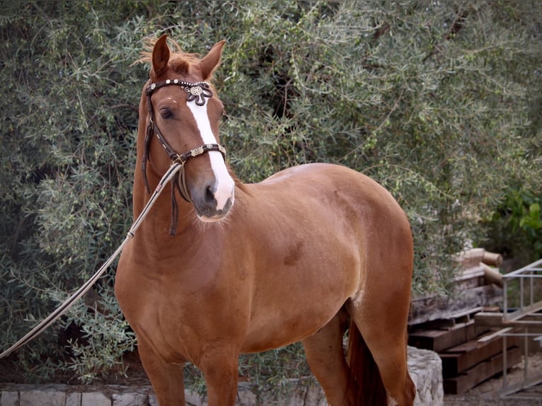 Andalusier Wallach 5 Jahre 160 cm Fuchs in Valencia