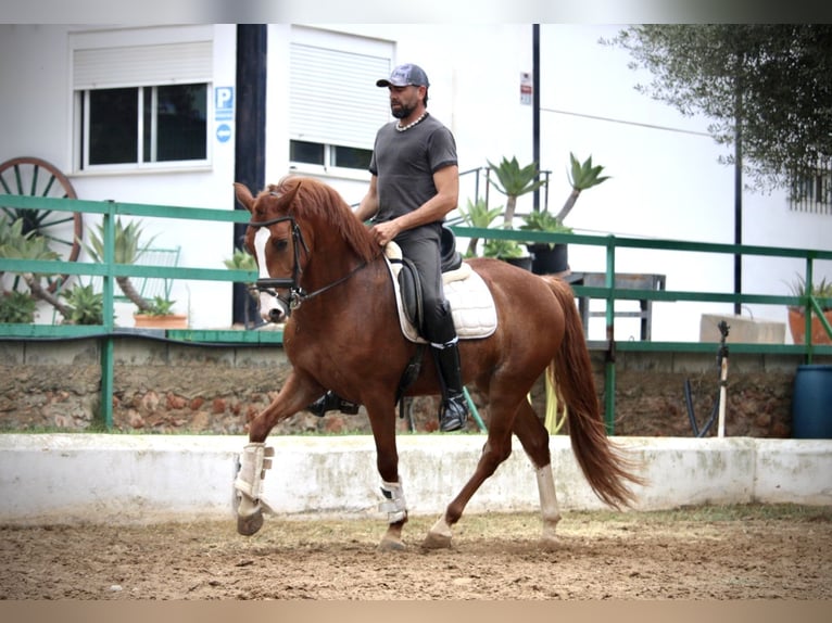Andalusier Wallach 5 Jahre 160 cm Fuchs in Valencia