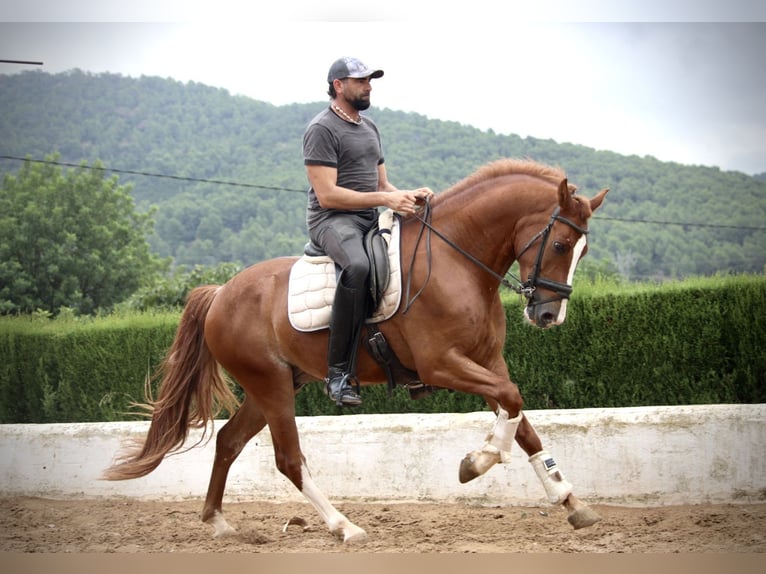Andalusier Wallach 5 Jahre 160 cm Fuchs in Valencia