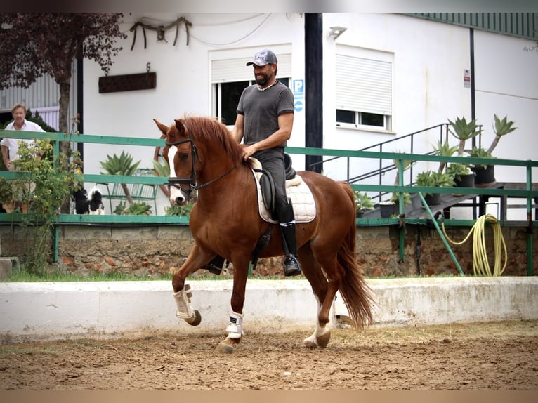 Andalusier Wallach 5 Jahre 160 cm Fuchs in Valencia