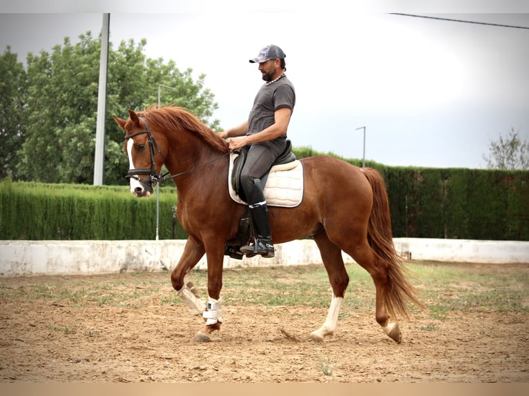 Andalusier Wallach 5 Jahre 160 cm Fuchs in Valencia