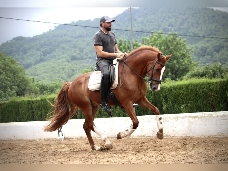 Andalusier Wallach 5 Jahre 160 cm Fuchs in Valencia