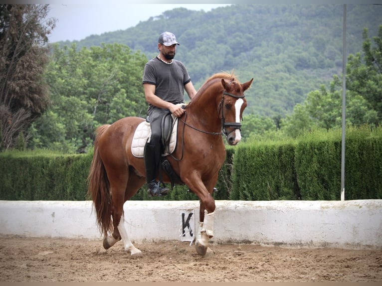 Andalusier Wallach 5 Jahre 160 cm Fuchs in Valencia