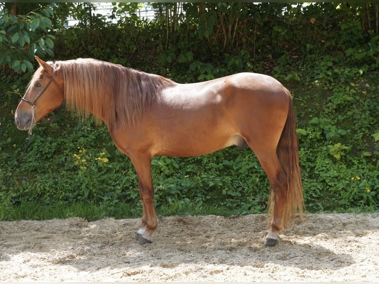 Andalusier Wallach 5 Jahre 160 cm Fuchs in Krumbach