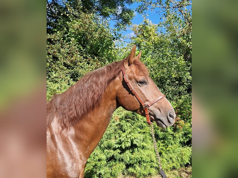 Andalusier Wallach 5 Jahre 160 cm Fuchs in Reinholterode