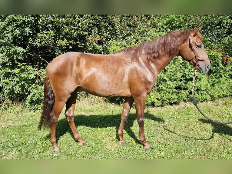 Andalusier Wallach 5 Jahre 160 cm Fuchs in Reinholterode