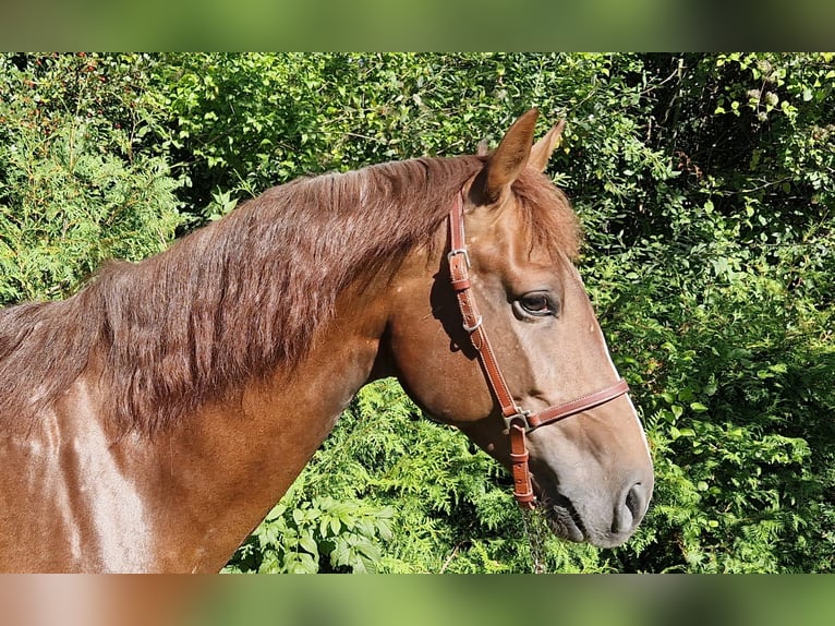 Andalusier Wallach 5 Jahre 160 cm Fuchs in Reinholterode