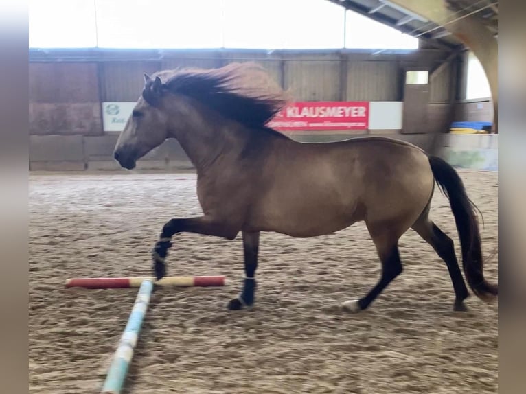 Andalusier Wallach 5 Jahre 161 cm Buckskin in Ibbenbüren