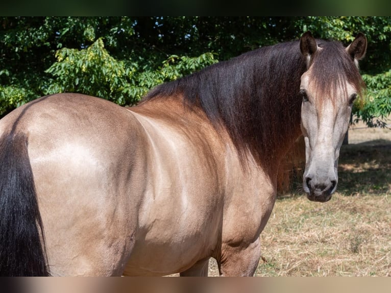 Andalusier Wallach 5 Jahre 161 cm Buckskin in Ibbenbüren