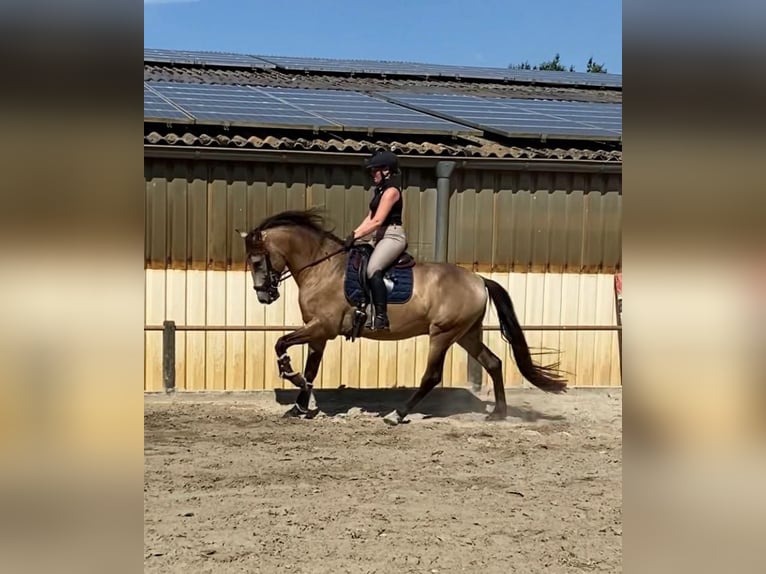 Andalusier Wallach 5 Jahre 161 cm Buckskin in Ibbenbüren
